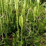 Lycopodium clavatum fruit picture by huy HO (cc-by-sa)