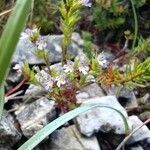 Euphrasia salisburgensis leaf picture by Ilaria Mosti (cc-by-sa)