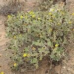Asteriscus intermedius habit picture by Sarami (cc-by-sa)