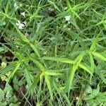 Stellaria palustris leaf picture by Leonard F.W.D (cc-by-sa)