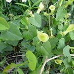 Aristolochia baetica habit picture by Mael Taupin (cc-by-sa)