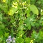 Camelina microcarpa flower picture by klara kucerova (cc-by-sa)
