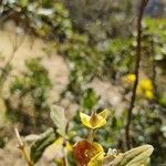 Calceolaria engleriana fruit picture by Gabriel Ollivier (cc-by-sa)