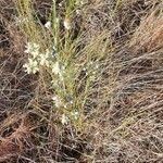 Gomphocarpus integer habit picture by susan brown (cc-by-sa)