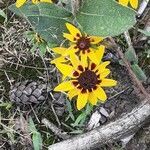 Coreopsis tinctoria habit picture by Filip Arndt (cc-by-sa)