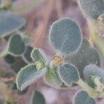 Euphorbia petiolata flower picture by M. Hedayat (cc-by-sa)