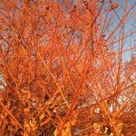 Cornus sericea fruit picture by liquidambar (cc-by-sa)