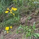Crepis nicaeensis habit picture by blanca_de_centelles (cc-by-sa)