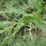 Aster amellus leaf picture by Cristian Zanella Cristian Zanella (cc-by-sa)