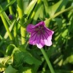 Malva arborea flower picture by yous_tine (cc-by-sa)