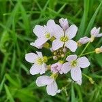 Cardamine pratensis flower picture by Elke Seckler (cc-by-sa)
