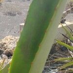 Agave sisalana leaf picture by Florian Solmin (cc-by-sa)