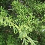 Juniperus sabina leaf picture by Heras Daniel (cc-by-sa)