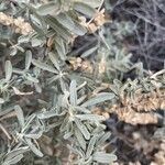 Atriplex canescens leaf picture by Rudd (cc-by-sa)