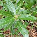Avicennia germinans leaf picture by Kevin Edwards (cc-by-sa)