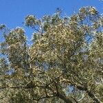 Acacia heterophylla habit picture by Daniel Barthelemy (cc-by-nc)