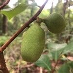 Asimina parviflora fruit picture by hope ebert (cc-by-sa)