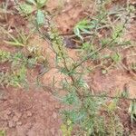 Lepidium bonariense habit picture by Trap Hers (cc-by-sa)