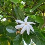 Gardenia taitensis flower picture by John Taylor (cc-by-sa)