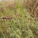 Dicliptera paniculata habit picture by IMMORTAL_2209 (cc-by-sa)