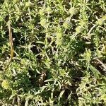 Mentha cervina habit picture by Prieta Javier (cc-by-sa)