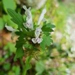 Lamium bifidum flower picture by Lorna Holl (cc-by-sa)