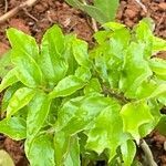 Dovyalis hebecarpa leaf picture by Gladys Nazario (cc-by-sa)