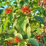 Hamelia patens habit picture by Trap Hers (cc-by-sa)