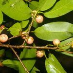 Ficus pertusa fruit picture by Nelson Zamora Villalobos (cc-by-nc)