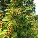 Brosimum lactescens fruit picture by Rivera Gerardo (cc-by-sa)