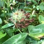 Trifolium medium fruit picture by odile maury (cc-by-sa)
