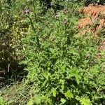 Carduus crispus habit picture by Patrice Bracquart (cc-by-sa)