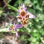Ophrys scolopax leaf picture by Maria filyra (cc-by-sa)