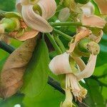 Citrus maxima flower picture by Lisa Ani (cc-by-sa)