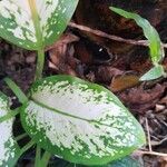 Dieffenbachia seguine leaf picture by Cassia Rocha (cc-by-sa)