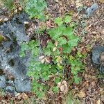 Acer opalus habit picture by Cerise (cc-by-sa)