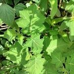 Solanum viarum leaf picture by Kamthenlal Dimngel (cc-by-sa)