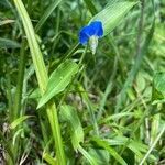 Commelina communis flower picture by Ross Kat (cc-by-sa)