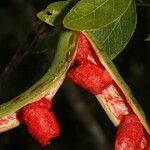 Pithecellobium lanceolatum fruit picture by Nelson Zamora Villalobos (cc-by-nc)
