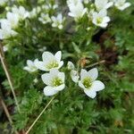 Saxifraga geranioides flower picture by Llandrich anna (cc-by-sa)