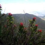 Castilleja nubigena flower picture by Fabien Anthelme (cc-by-sa)