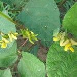 Vigna radiata flower picture by Sudhanshu Kumar (cc-by-sa)