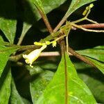 Hamelia axillaris flower picture by Nelson Zamora Villalobos (cc-by-nc)