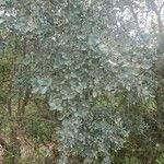 Quercus douglasii leaf picture by ken harrison (cc-by-sa)