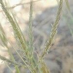 Dichanthium annulatum flower picture by M. Hedayat (cc-by-sa)
