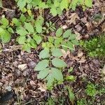 Aralia spinosa leaf picture by Kathleen G (cc-by-sa)