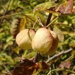 Staphylea pinnata fruit picture by nikobon (cc-by-sa)