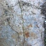 Lolium rigidum habit picture by Antoine Fournier (cc-by-sa)