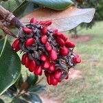 Magnolia grandiflora fruit picture by RIVER STONE (cc-by-sa)