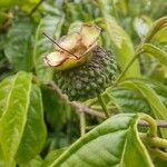 Campomanesia neriiflora fruit picture by Makoto Makoto (cc-by-sa)